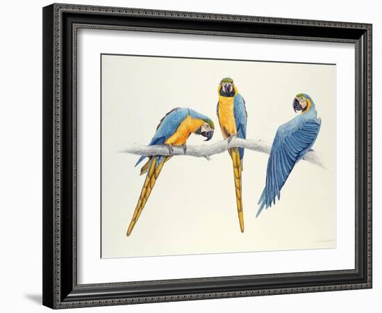 Blue and Yellow Macaws-Mary Clare Critchley-Salmonson-Framed Giclee Print