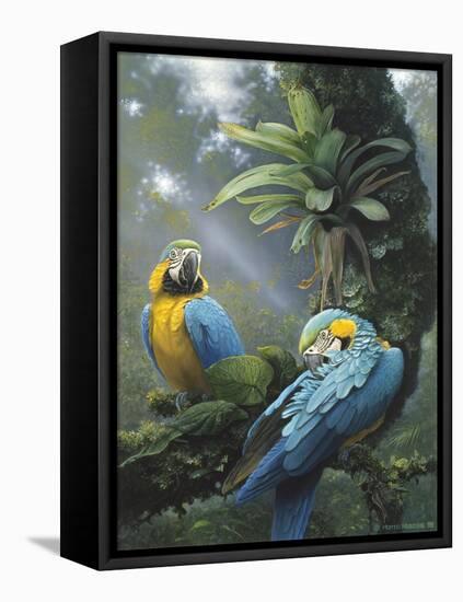 Blue and Yellow Macaws-Harro Maass-Framed Premier Image Canvas