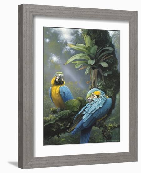 Blue and Yellow Macaws-Harro Maass-Framed Giclee Print