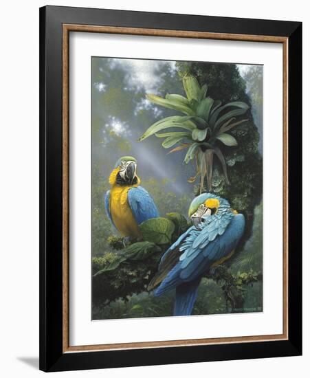 Blue and Yellow Macaws-Harro Maass-Framed Giclee Print