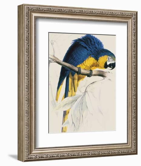 Blue and Yellow Maccaw-Edward Lear-Framed Giclee Print