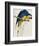 Blue and Yellow Maccaw-Edward Lear-Framed Giclee Print