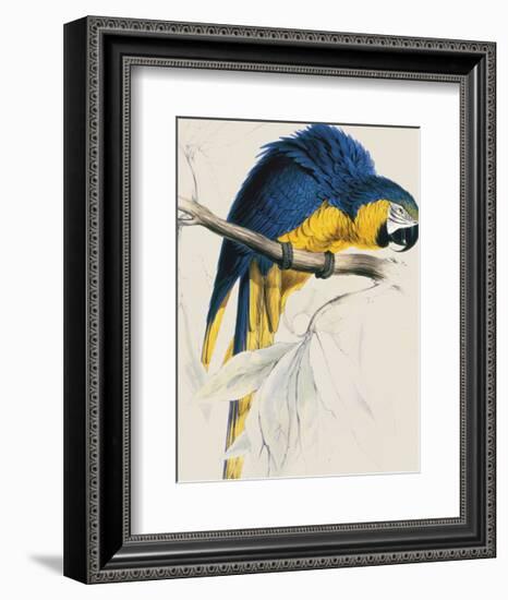 Blue and Yellow Maccaw-Edward Lear-Framed Giclee Print