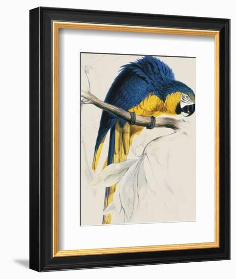 Blue and Yellow Maccaw-Edward Lear-Framed Giclee Print