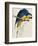 Blue and Yellow Maccaw-Edward Lear-Framed Giclee Print