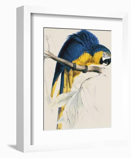 Blue and Yellow Maccaw-Edward Lear-Framed Giclee Print