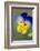 Blue and yellow pansy, USA-Lisa Engelbrecht-Framed Photographic Print