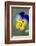 Blue and yellow pansy, USA-Lisa Engelbrecht-Framed Photographic Print