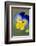 Blue and yellow pansy, USA-Lisa Engelbrecht-Framed Photographic Print
