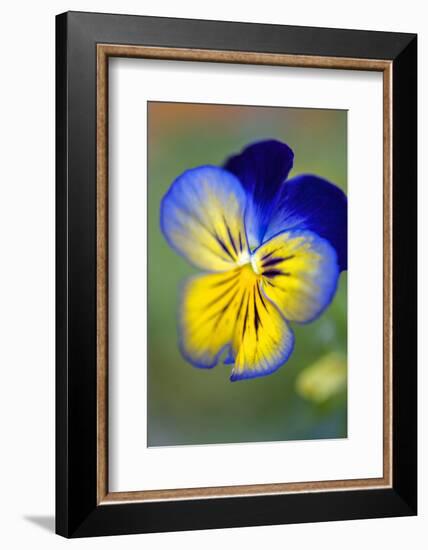 Blue and yellow pansy, USA-Lisa Engelbrecht-Framed Photographic Print