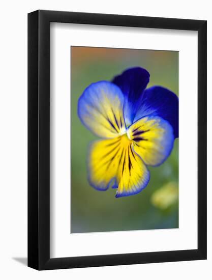 Blue and yellow pansy, USA-Lisa Engelbrecht-Framed Photographic Print