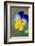 Blue and yellow pansy, USA-Lisa Engelbrecht-Framed Photographic Print