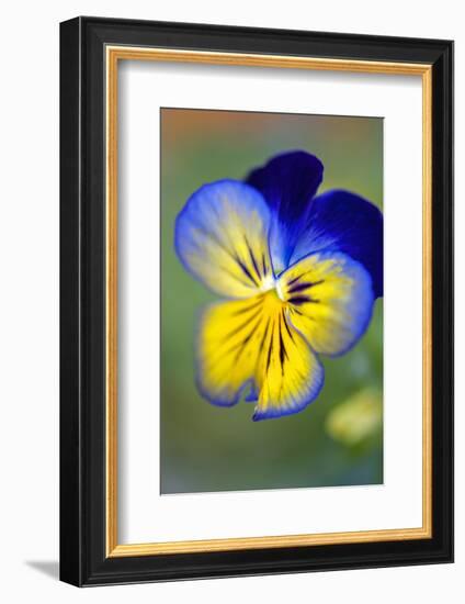 Blue and yellow pansy, USA-Lisa Engelbrecht-Framed Photographic Print