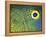 Blue and Yellow Triggerfish Eye-Bill Varie-Framed Premier Image Canvas