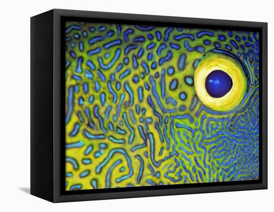 Blue and Yellow Triggerfish Eye-Bill Varie-Framed Premier Image Canvas