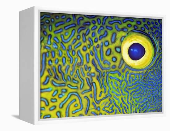 Blue and Yellow Triggerfish Eye-Bill Varie-Framed Premier Image Canvas