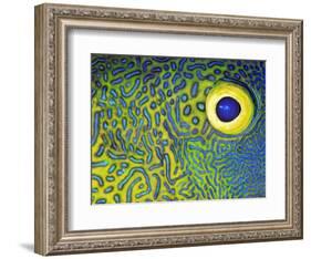 Blue and Yellow Triggerfish Eye-Bill Varie-Framed Photographic Print