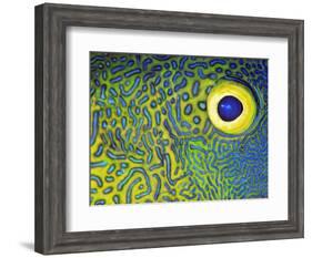 Blue and Yellow Triggerfish Eye-Bill Varie-Framed Photographic Print
