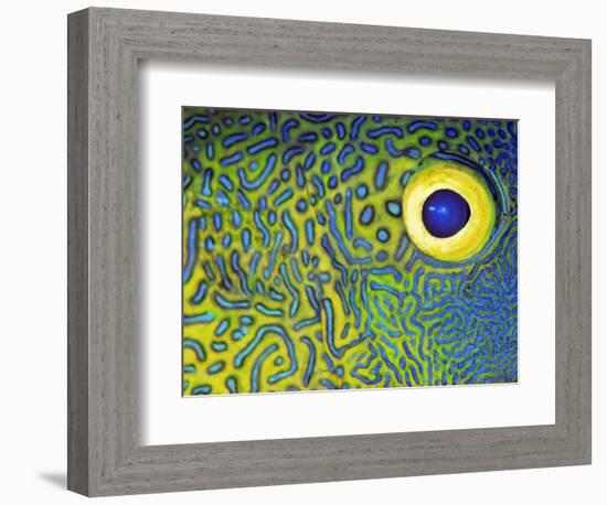 Blue and Yellow Triggerfish Eye-Bill Varie-Framed Photographic Print