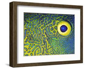 Blue and Yellow Triggerfish Eye-Bill Varie-Framed Photographic Print