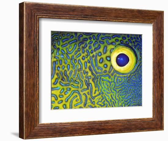 Blue and Yellow Triggerfish Eye-Bill Varie-Framed Photographic Print