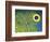 Blue and Yellow Triggerfish Eye-Bill Varie-Framed Photographic Print