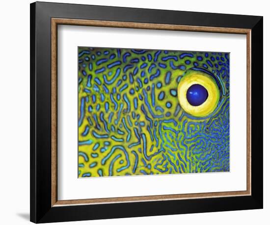 Blue and Yellow Triggerfish Eye-Bill Varie-Framed Photographic Print