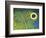 Blue and Yellow Triggerfish Eye-Bill Varie-Framed Photographic Print