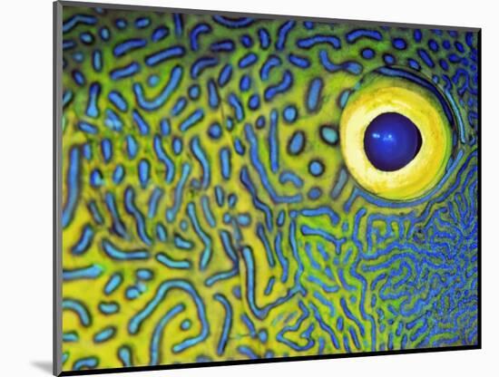 Blue and Yellow Triggerfish Eye-Bill Varie-Mounted Photographic Print