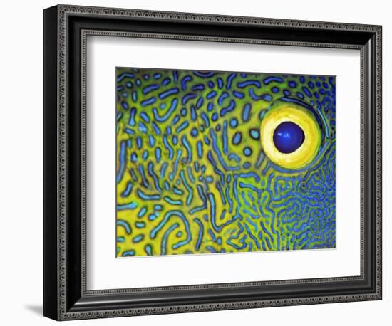 Blue and Yellow Triggerfish Eye-Bill Varie-Framed Photographic Print