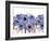 Blue Anemone-Natasha Wescoat-Framed Giclee Print