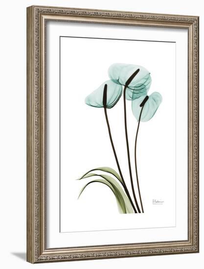 Blue Anthurium-Albert Koetsier-Framed Art Print