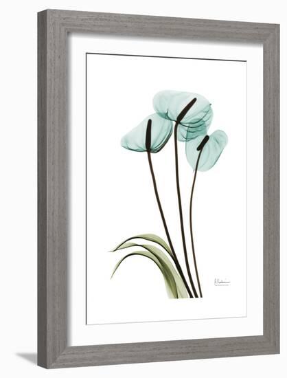 Blue Anthurium-Albert Koetsier-Framed Art Print