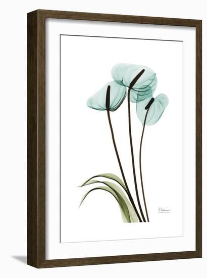 Blue Anthurium-Albert Koetsier-Framed Art Print