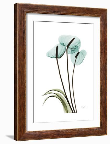 Blue Anthurium-Albert Koetsier-Framed Art Print