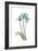 Blue Anthurium-Albert Koetsier-Framed Art Print