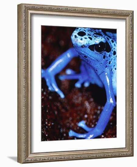 Blue arrow poison frog-Herbert Kehrer-Framed Photographic Print