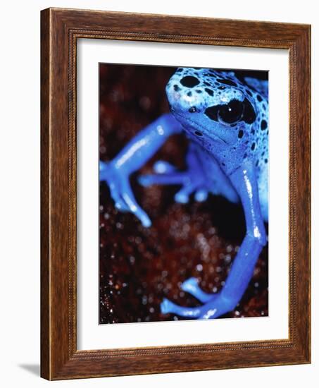 Blue arrow poison frog-Herbert Kehrer-Framed Photographic Print