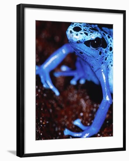 Blue arrow poison frog-Herbert Kehrer-Framed Photographic Print