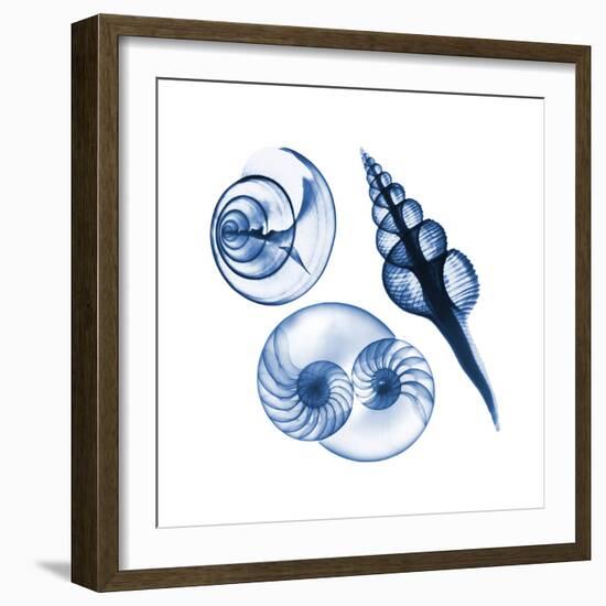 Blue Assortment Two-Albert Koetsier-Framed Art Print