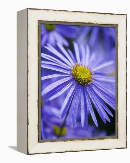 Blue Aster-Clive Nichols-Framed Premier Image Canvas