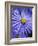 Blue Aster-Clive Nichols-Framed Photographic Print