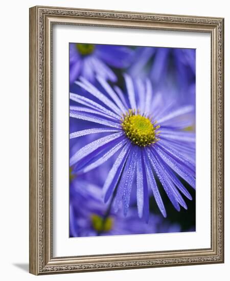 Blue Aster-Clive Nichols-Framed Photographic Print