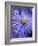 Blue Aster-Clive Nichols-Framed Photographic Print