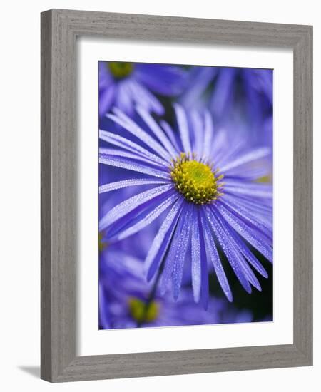 Blue Aster-Clive Nichols-Framed Photographic Print