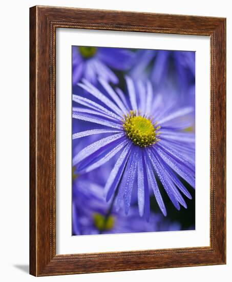 Blue Aster-Clive Nichols-Framed Photographic Print