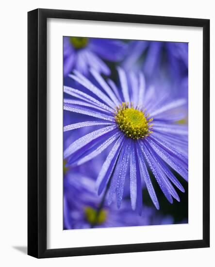 Blue Aster-Clive Nichols-Framed Photographic Print