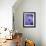 Blue Aster-Clive Nichols-Framed Photographic Print displayed on a wall