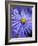 Blue Aster-Clive Nichols-Framed Photographic Print