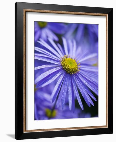 Blue Aster-Clive Nichols-Framed Photographic Print